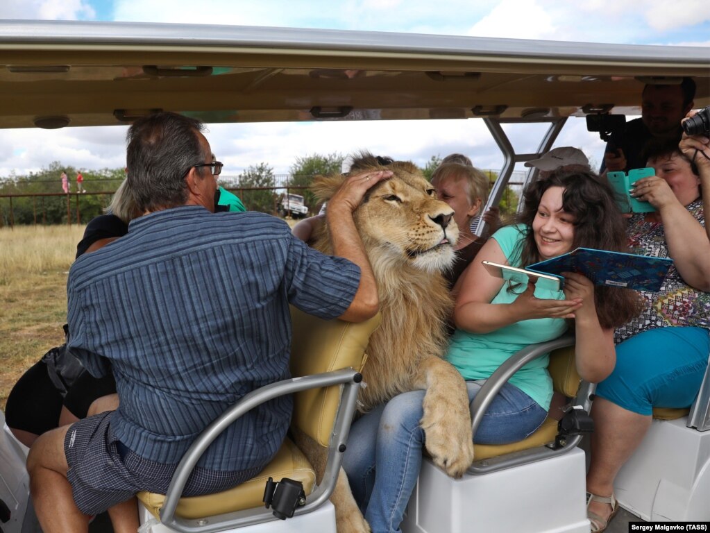 Filya, a 2-year-old lion, gets very friendly with tourists at Crimea's Taigan Safari Park on September 5. (TASS/Sergei Malgavko)
