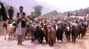 Kathua Narrative: The Reality of being Gujjar-Bakarwal