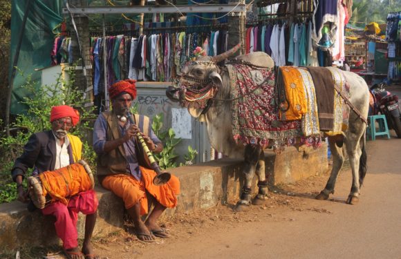 In India, police protects cows while lynching victim accused of cow smuggling is delayed care