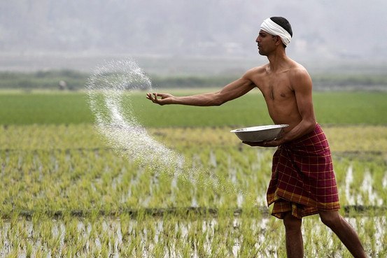 India Mortgaged? Forced-Fed Illness and the Neoliberal Food Regime